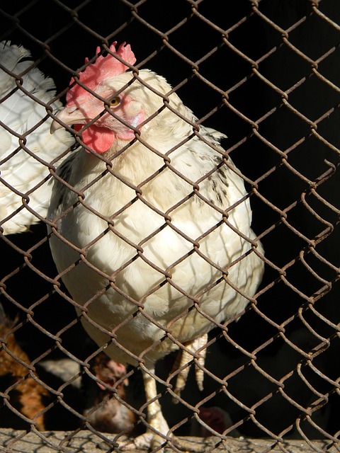 和适应的过 和适应的过